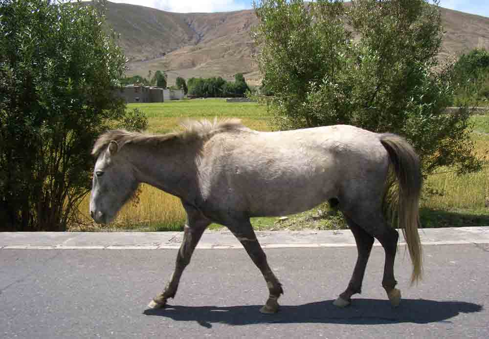 Caballo - Tibet.jpg